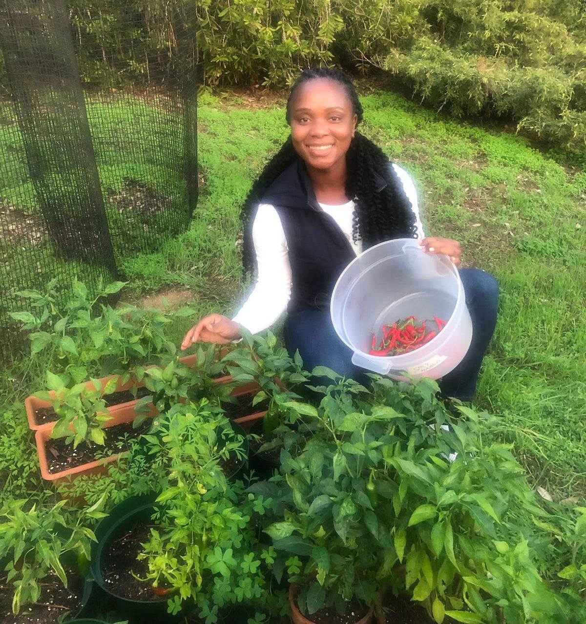 Pepper Plants
