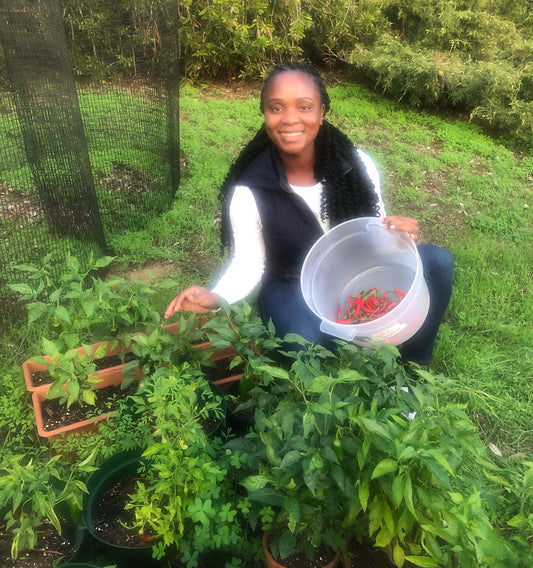 Pepper Plants